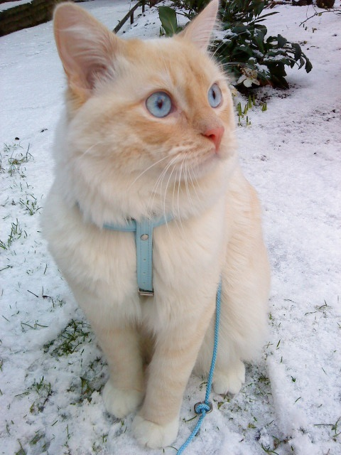 Ludde i snön Ludde i snön